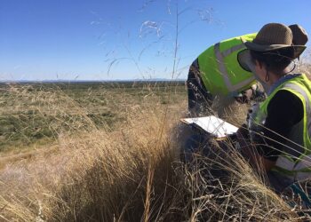 Researchers working on rehabilitated waste-rock dumps at a mine in Namibia.
