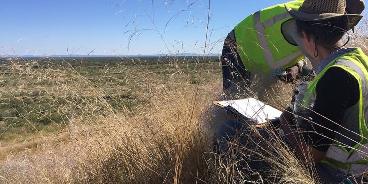 Researchers working on rehabilitated waste-rock dumps at a mine in Namibia.