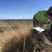 Researchers working on rehabilitated waste-rock dumps at a mine in Namibia.
