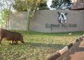 A warthog grazes on grass beside the Elephant Hills Resort entrance sign in Victoria Falls, Zimbabwe
