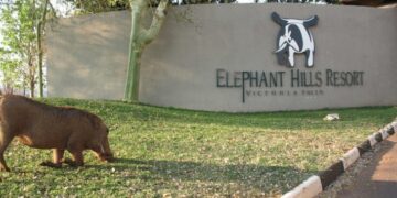 A warthog grazes on grass beside the Elephant Hills Resort entrance sign in Victoria Falls, Zimbabwe