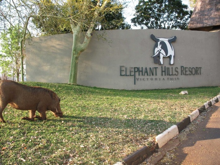 A warthog grazes on grass beside the Elephant Hills Resort entrance sign in Victoria Falls, Zimbabwe